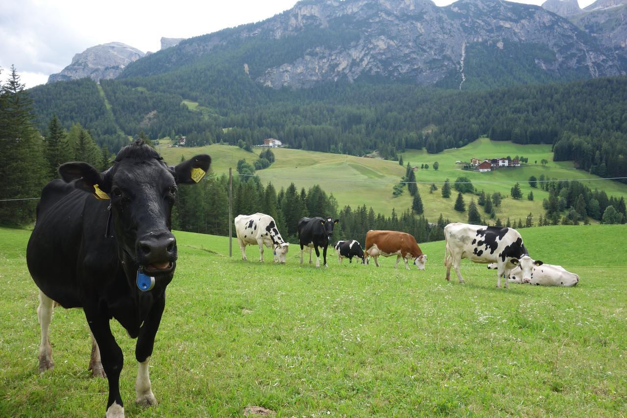 Anvi Apartment Badia (South Tyrol)